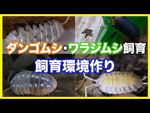 ダンゴムシ・ワラジムシの飼育 / 飼育環境作り編