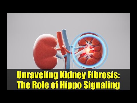 Unraveling Kidney Fibrosis: The Role of Hippo Signaling