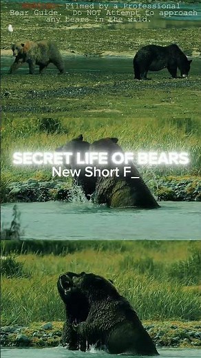 The Secret Life of Bears | A Katmai Guide’s Perspective #Alaska #Wildlife #Bears