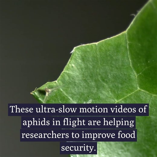 4.5K views · 25 reactions | It’s been estimated that crop losses...