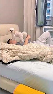 Caught on Camera | Dogs Being Confused, Clingy, and Adorable