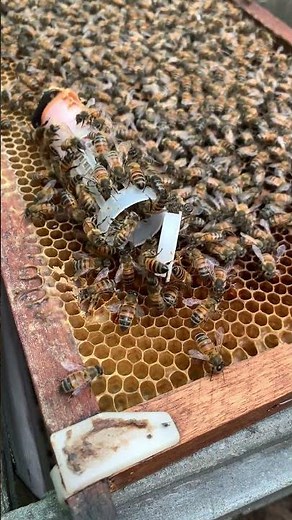 Releasing the New Queen Bee! Watch Workers React 🐝✨