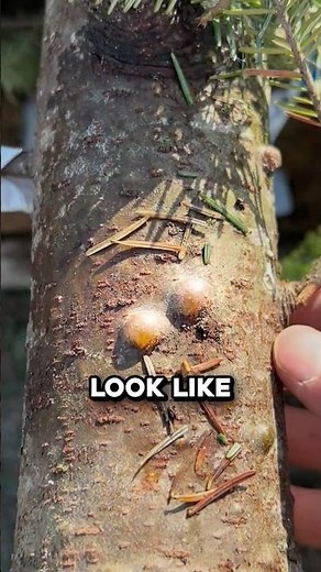 What Are Inside Tree Pimples? 🤯