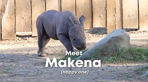 28K views · 862 reactions | 論 Drumroll please.... our curious rhino calf has a name! 論 Meet Makena! Meaning "happy one", the name Makena was selected through your generous contributions to rhino conservation efforts. You can visit Makena and his mom Kibibbi at the Zoo’s Daniel Maltz Rhino Reserve. Thank you for securing a future for wildlife! | Cleveland Metroparks Zoo | Facebook
