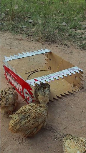 Best Outdoors Quail Bird Trap Technique Using Cardboard Box #shortvideo #youtubeshorts #ytshorts
