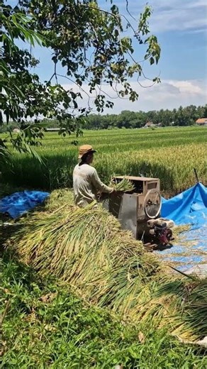 Village farmers thresh rice grains from the stalks using traditional tools -Agriculture #shorts