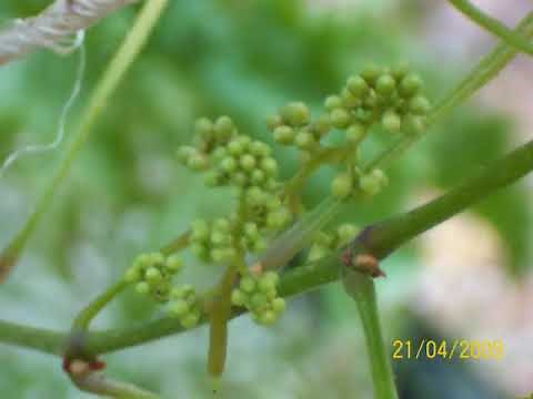 HYDROPONIC MUSCADINE GRAPES by HYDROPOND James Poore @ hydropond