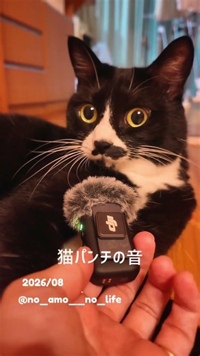 猫パンチの音 #cat #猫 #ねこ #やんのかステップ #猫好き