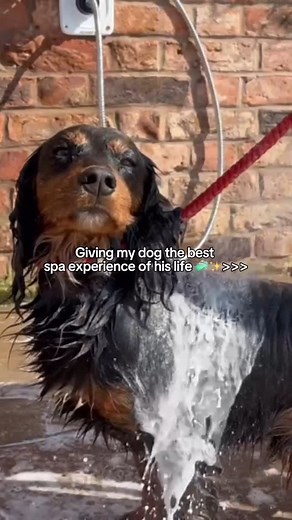 Is your dog a nightmare to clean? Say goodbye to the muddy struggles and hello to PetJet home wall hot shower! Bath time made easy! ✅ 5-7 days USA delivery ✅ Used on dogs, horses & cats ✅ 30-day money-back guarantee ✅ Trusted by over 40,000 pet parents  Tap here: https://thepetjetco.com/products/homeshower | Petjetco | Facebook