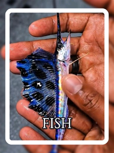 Identify This Fish: TikTok Guide