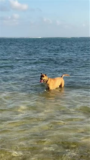 ADOPTION UPDATE - Samson, was Goliath, loving beach time. | One Dog At A Time