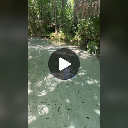 Exploring the Serene Gator Country | Crystal Clear Springs Adventure