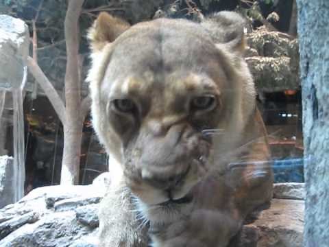 The Majestic Lions of the MGM Grand Las Vegas