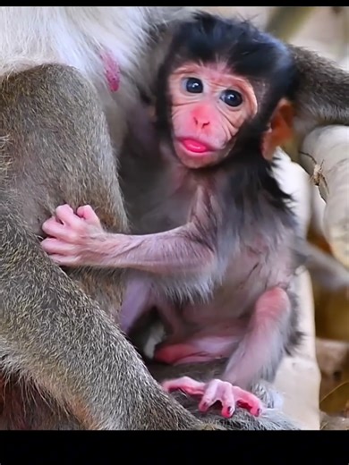 Adorable Baby Monkey with Black Fur