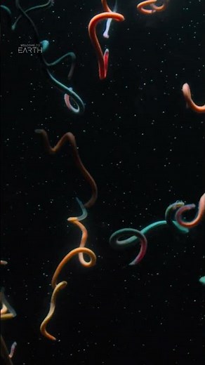 Are these palolo worms dancing?! 🤔 #WelcomeToEarth #StepIntoWonder