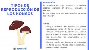 Tipos de REPRODUCCIÓN de los hongos - con VÍDEOS!