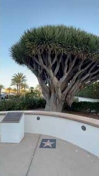 マリリン・モンローの映画“お熱いのがお好き”の映画に登場したドラゴンツリー Hotel del Coronado’s Dragon Tree in “Some Like It Hot “