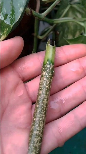 How to Grow Moringa with Stick | Easy Moringa Planting Method 🌱