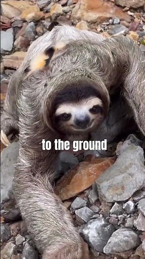 Sloths' Poo Dance