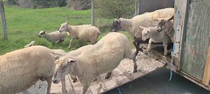 Time to move the sheep off the hay fields and onto the bush pastures. | Parry Bay Sheep Farm