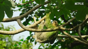 i always knew sloths would save the world. Celebrate earth day with Our Great National Parks. Now on Netflix | Netflix