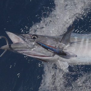 29K views · 1.2K reactions | The fastest DTX Minnow yet  A lipped...