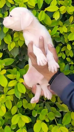 8810623046 Healthy Boxer puppy available for booking Vaccinated trained active breed#boxer#white30k
