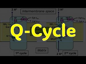 Q Cycle