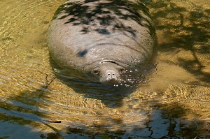 Manatee in the Homosassa River Florida comes to the sunny surface for...
