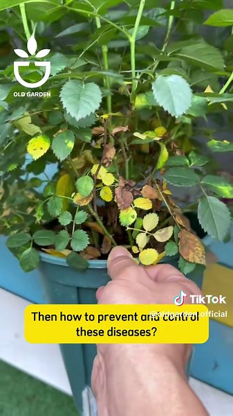 Understanding Distress Signals in Roses