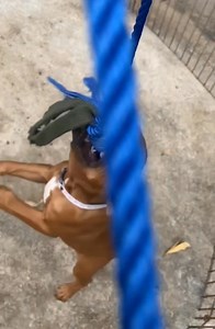 4.7K views · 248 reactions | APBT PLAY WITH SPRING POLE REDZONE​ STARBOY 2.5​ MONTHS​ OLD | TOP APBT WORLD | Facebook