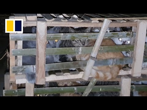 Uncovering China's illegal cat meat trade
