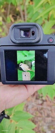Canon Camera SX 70 HS. #birds #animals #wildlife #insects #photography #videography #canon_SX70HS