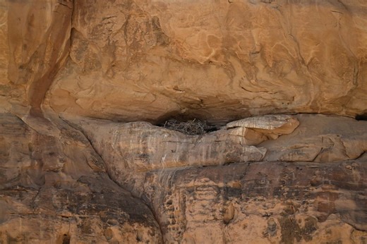 Rare and sacred animal filmed in remote Saudi Arabian mountains | Discover Wildlife