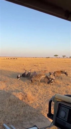Hyenas vs. Vultures: The Ultimate African Savannah Food War! #shorts #viral