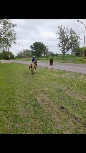Videos de joel borelli (@joel.borelli7) con “sonido original - Mario Flores”