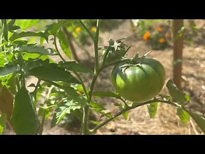 Évolution du potager avec du crottin de cheval