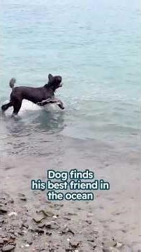 A standard poodle, a seal and the sea