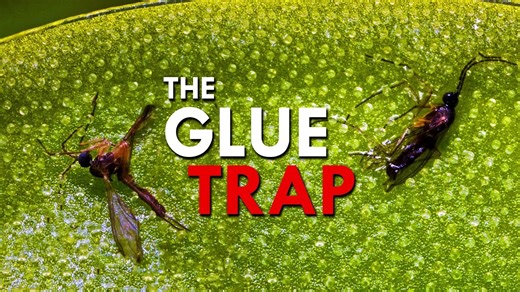 This carnivore has a killer cling. #plants #carnivourousplant #butterwort #wildlife #nature | Animalogic