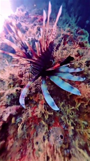 Lionfish Snorkeling Phil Foster Memorial Park #beautifullydangerous