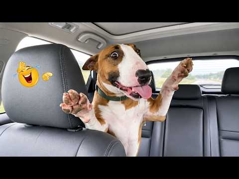 Can’t Handle the Hilarious Moments of These Dogs! 🤣 Funny Animal Videos