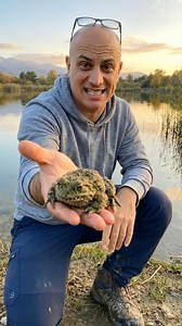 ARE YOU WOLVERINE OR A FROG? - FURRY FROG #furryfrog #frog #animal #animals #animalsdocumentary #documentary | Haka Discovery Animals