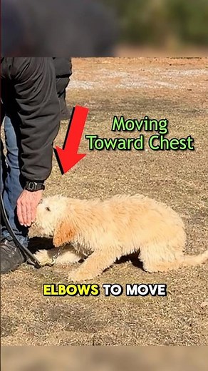 The Trick to Get Your Dog to Lie Down #dogs