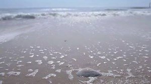 The ocean, bay, lakes, rivers - choose your nature at a Virginia State Park. | Virginia State Parks