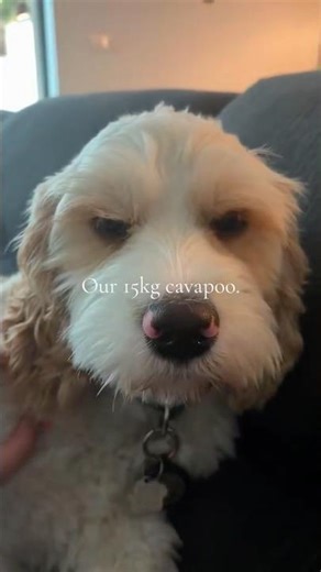 FULL GROWN CAVAPOO🤣🫶