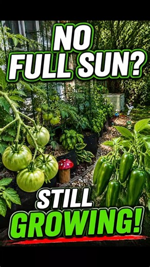 No Full Sun? Tomatoes & Peppers Are Still Growing
