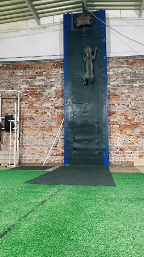 Pitbull Wall Climbing: A Strong Dog Sport Adventure