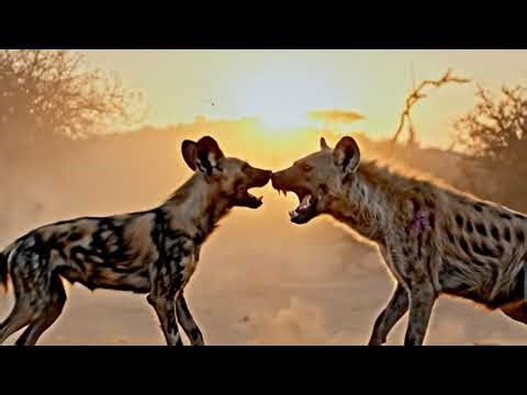 African Dogs VS Hyens Fight Wildlife Combat