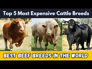 Top 5 Most Expensive Cattle Breeds for Premium Beef Production
