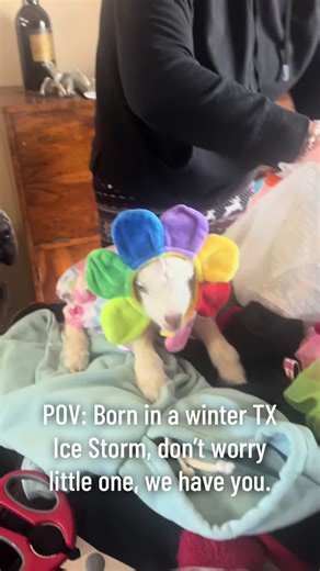 Little zero showed up in the record coldest day in history for our area. Mama and baby are doing wonderful! She has lot of help. Got to love farm life!